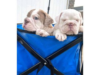 Cachorros De Bulldog Ingles Para Adopcion