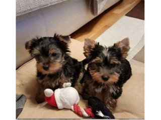 Dos cachorros Teacup Yorkie necesitan una nueva familia